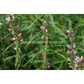 Motherwort Extract 98% Stachydrine Hydrochloride